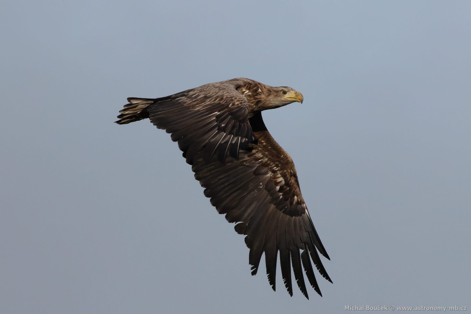 Orel mořský (Haliaeetus albicilla) Orel mořský (Haliaeetus albicilla)