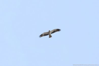 Orel nejmenší (Hieraaetus pennatus)