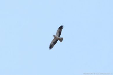 Orel nejmenší (Hieraaetus pennatus)