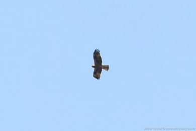 Orel nejmenší (Hieraaetus pennatus)