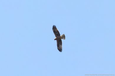 Orel nejmenší (Hieraaetus pennatus)