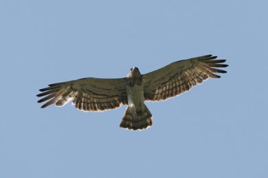 Orlík krátkoprstý (Circaetus gallicus)