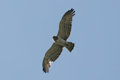 Orlík krátkoprstý (Circaetus gallicus)