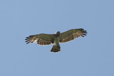 Orlík krátkoprstý (Circaetus gallicus)