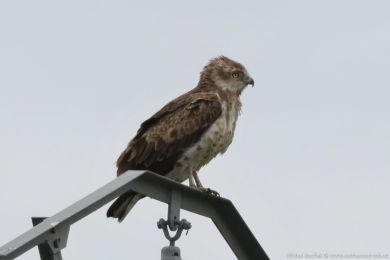 Orlík krátkoprstý (Circaetus gallicus)