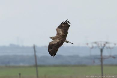 Orlík krátkoprstý (Circaetus gallicus)