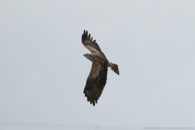 Orlík krátkoprstý (Circaetus gallicus)