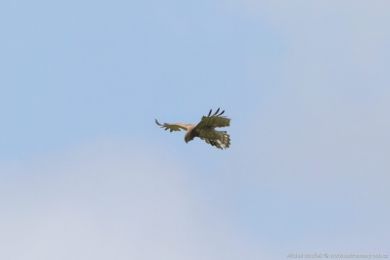 Orlík krátkoprstý (Circaetus gallicus)