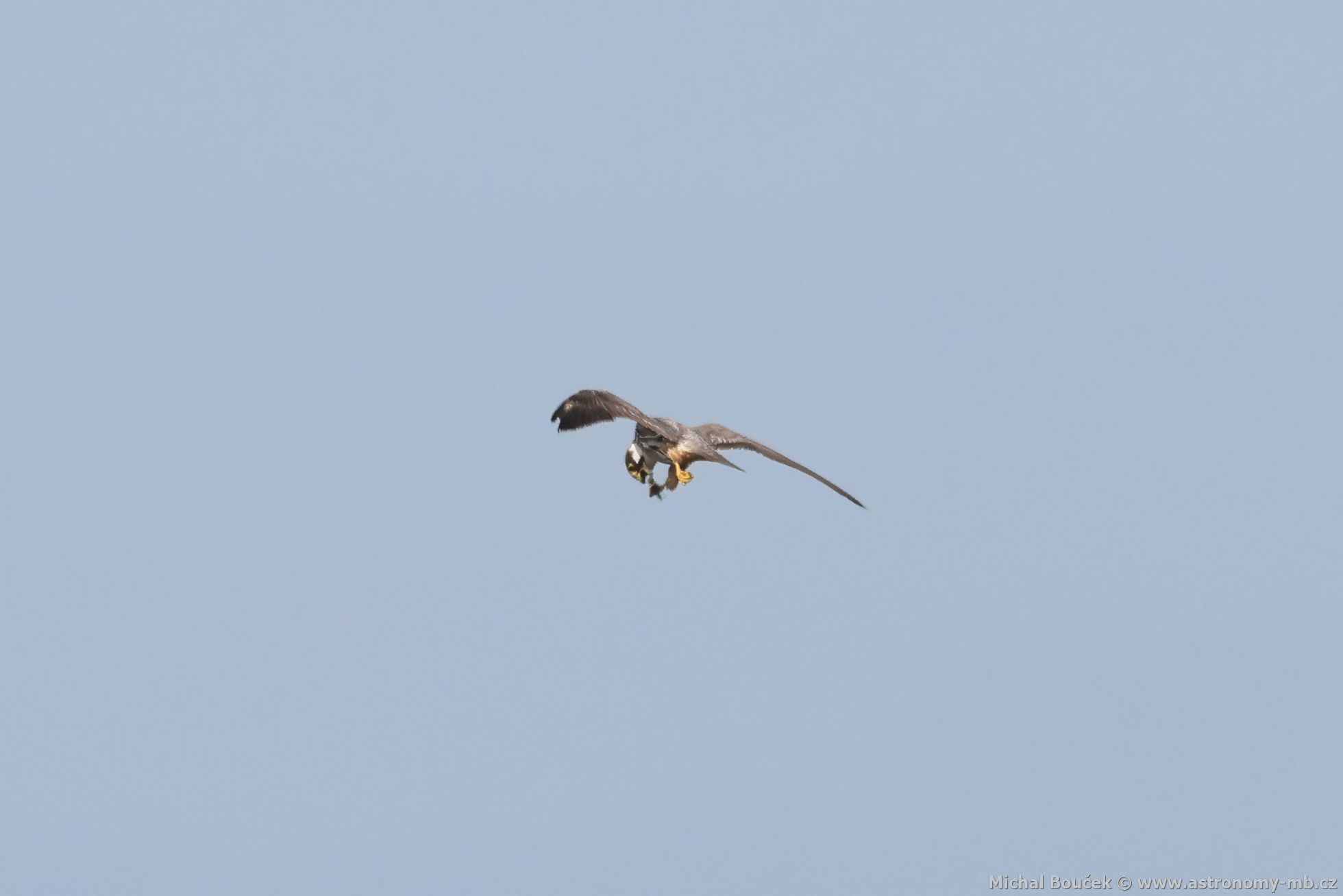 Ostí lesní (Falco subbuteo)
