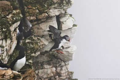 Papuchalk severní (Fratercula arctica) Papuchalk severní (Fratercula arctica)