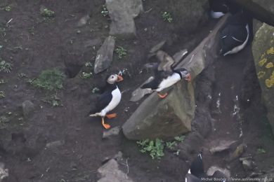 Papuchalk severní (Fratercula arctica) Papuchalk severní (Fratercula arctica)