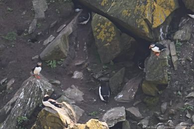 Papuchalk severní (Fratercula arctica) Papuchalk severní (Fratercula arctica)