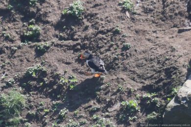 Papuchalk severní (Fratercula arctica) Papuchalk severní (Fratercula arctica)