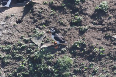 Papuchalk severní (Fratercula arctica) Papuchalk severní (Fratercula arctica)