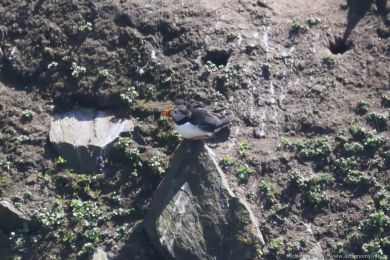 Papuchalk severní (Fratercula arctica) Papuchalk severní (Fratercula arctica)