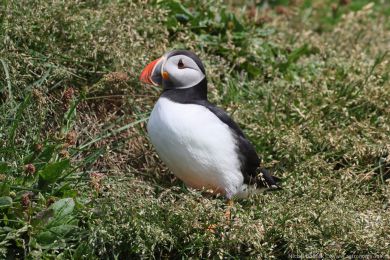 Papuchalk severní (Fratercula arctica) Papuchalk severní (Fratercula arctica)