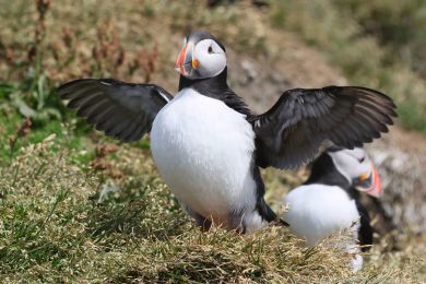 Papuchalk severní (Fratercula arctica) Papuchalk severní (Fratercula arctica)