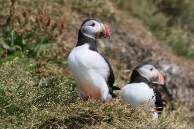 Papuchalk severní (Fratercula arctica) Papuchalk severní (Fratercula arctica)