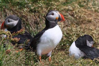 Papuchalk severní (Fratercula arctica) Papuchalk severní (Fratercula arctica)