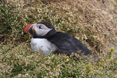 Papuchalk severní (Fratercula arctica) Papuchalk severní (Fratercula arctica)