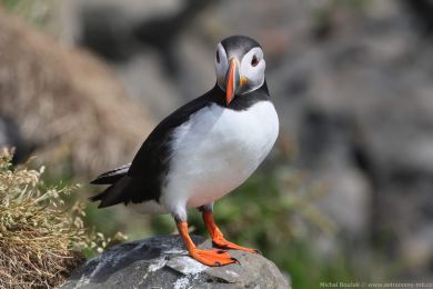 Papuchalk severní (Fratercula arctica) Papuchalk severní (Fratercula arctica)