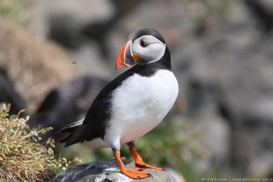 Papuchalk severní (Fratercula arctica) Papuchalk severní (Fratercula arctica)