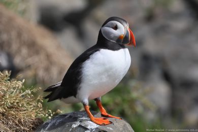 Papuchalk severní (Fratercula arctica) Papuchalk severní (Fratercula arctica)