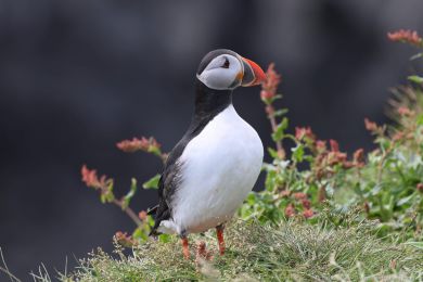 Papuchalk severní (Fratercula arctica) Papuchalk severní (Fratercula arctica)