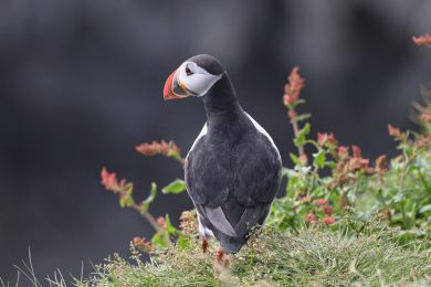 Papuchalk severní (Fratercula arctica) Papuchalk severní (Fratercula arctica)
