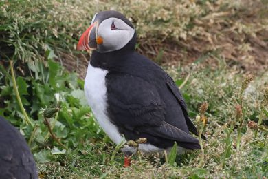 Papuchalk severní (Fratercula arctica) Papuchalk severní (Fratercula arctica)
