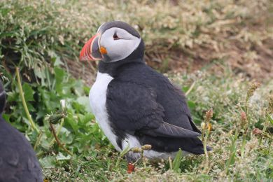 Papuchalk severní (Fratercula arctica) Papuchalk severní (Fratercula arctica)