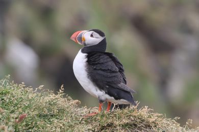 Papuchalk severní (Fratercula arctica) Papuchalk severní (Fratercula arctica)