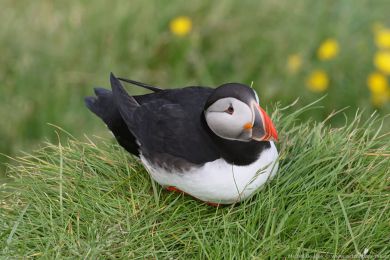Papuchalk severní (Fratercula arctica) Papuchalk severní (Fratercula arctica)
