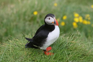 Papuchalk severní (Fratercula arctica) Papuchalk severní (Fratercula arctica)
