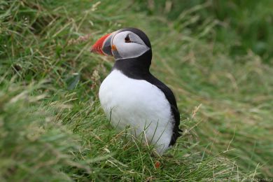 Papuchalk severní (Fratercula arctica) Papuchalk severní (Fratercula arctica)