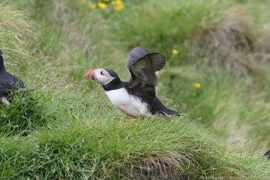 Papuchalk severní (Fratercula arctica) Papuchalk severní (Fratercula arctica)