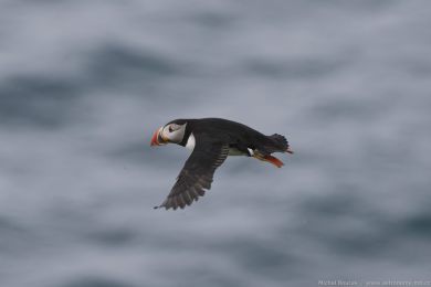 Papuchalk severní (Fratercula arctica) Papuchalk severní (Fratercula arctica)