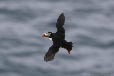 Papuchalk severní (Fratercula arctica) Papuchalk severní (Fratercula arctica)