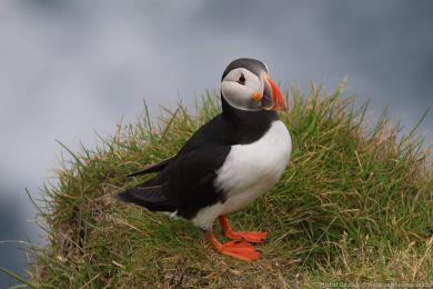 Papuchalk severní (Fratercula arctica) Papuchalk severní (Fratercula arctica)