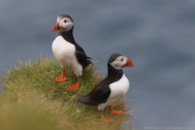 Papuchalk severní (Fratercula arctica) Papuchalk severní (Fratercula arctica)