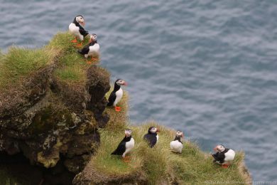 Papuchalk severní (Fratercula arctica) Papuchalk severní (Fratercula arctica)