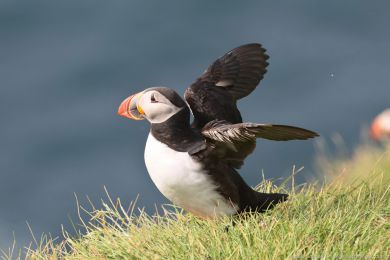 Papuchalk severní (Fratercula arctica) Papuchalk severní (Fratercula arctica)