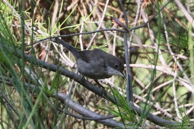 Pnice blohrdlá (Curruca melanocephala)