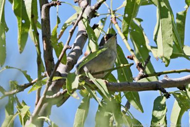 Pnice blohrdlá (Curruca melanocephala)