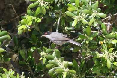 Pnice blohrdlá (Curruca melanocephala)