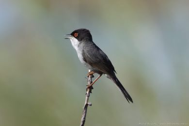 Pnice blohrdlá (Curruca melanocephala)