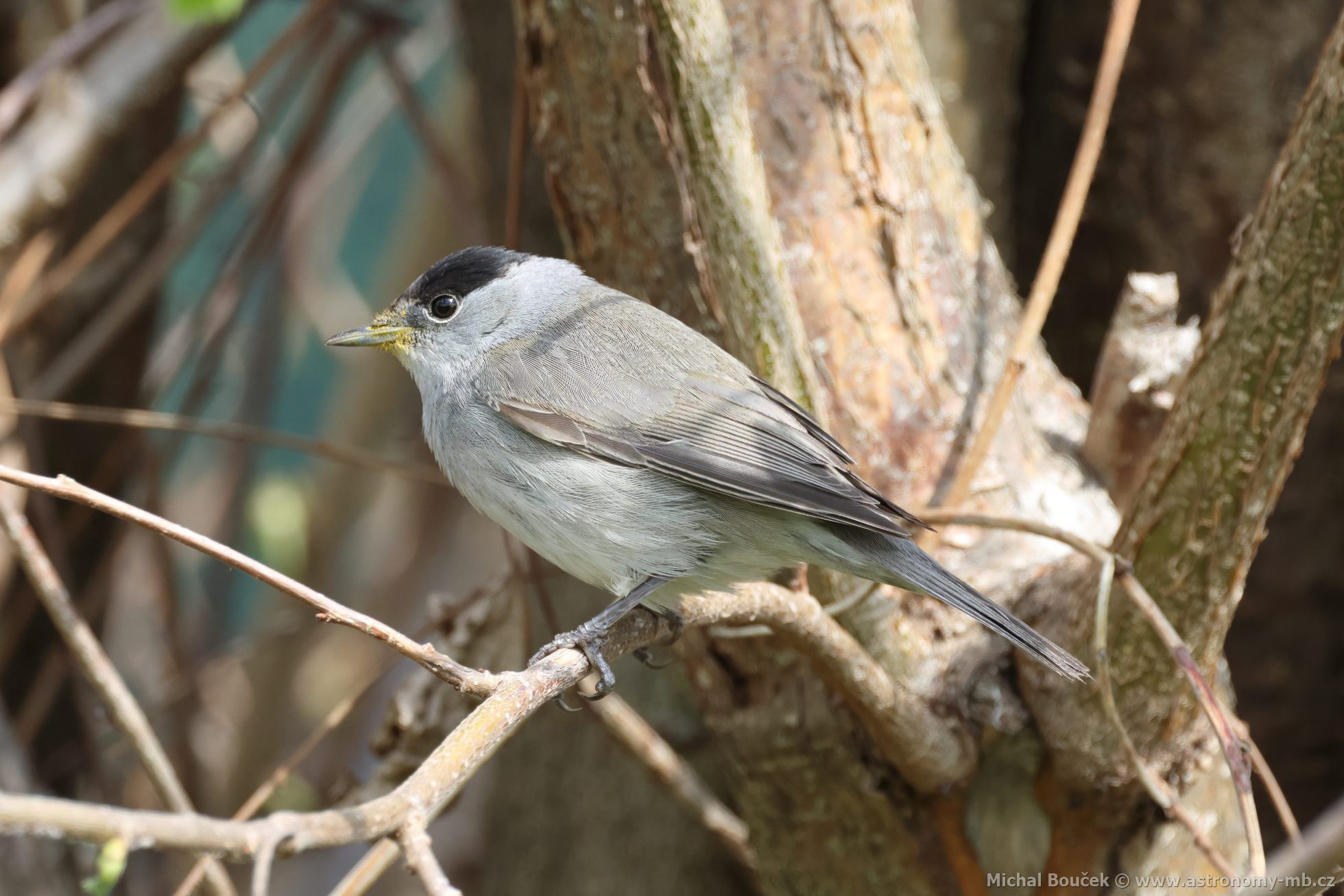 Pěnice černohlavá (Sylvia atricapilla) Pěnice černohlavá (Sylvia atricapilla)