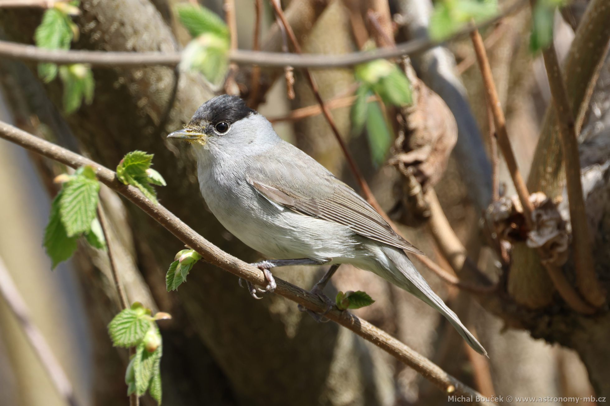 Pěnice černohlavá (Sylvia atricapilla) Pěnice černohlavá (Sylvia atricapilla)