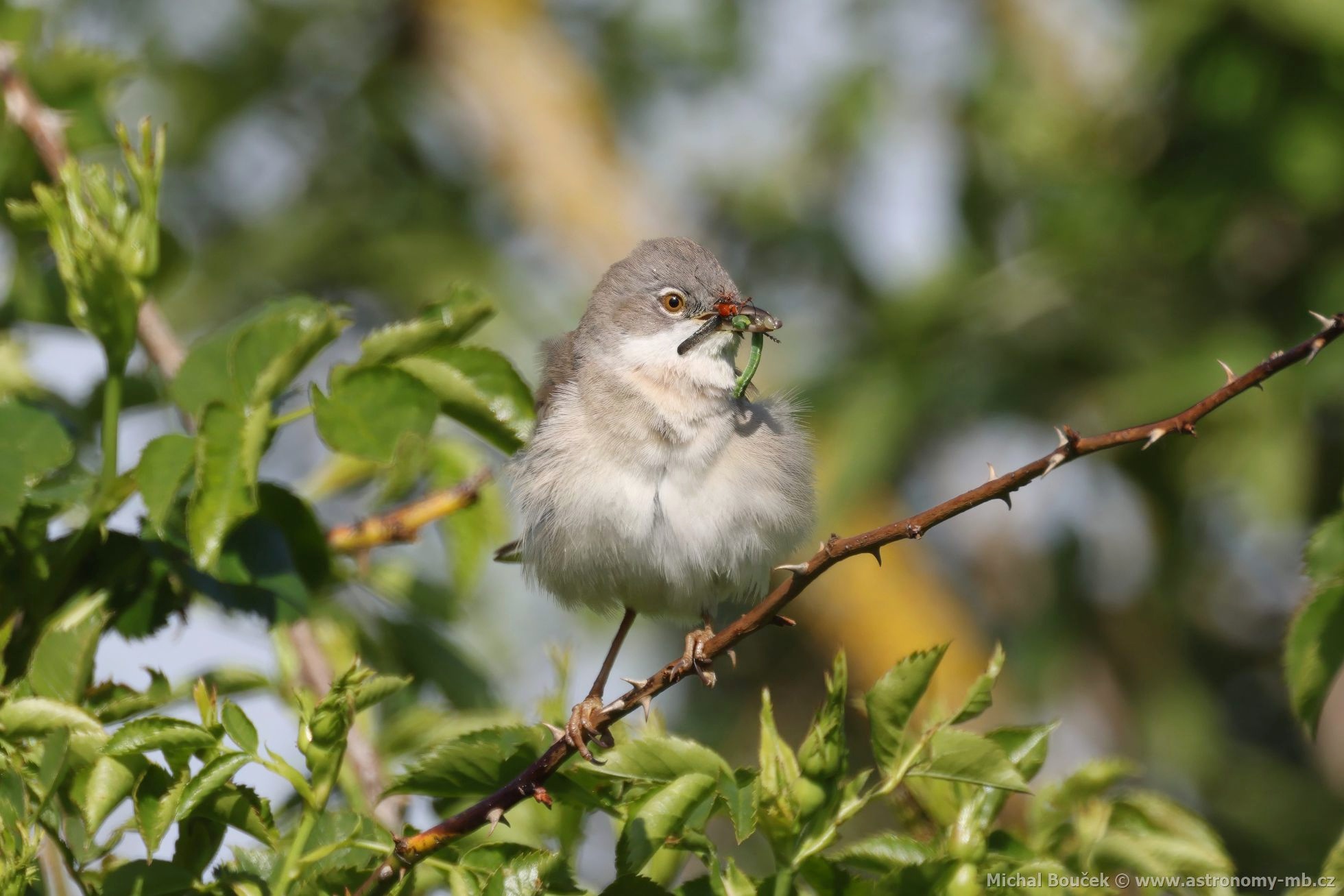Pnice hndokídlá (Sylvia communis)