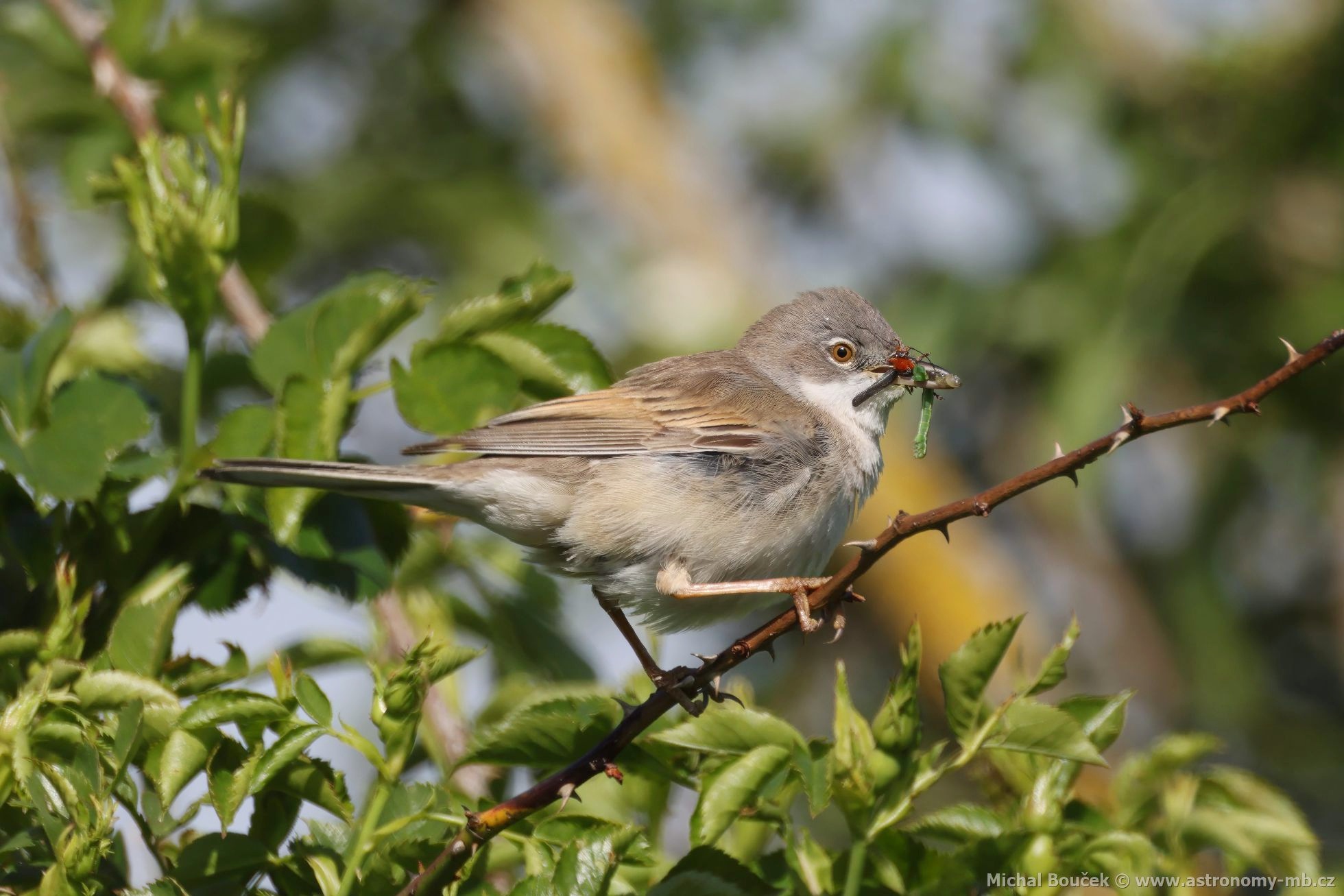 Pnice hndokídlá (Sylvia communis)
